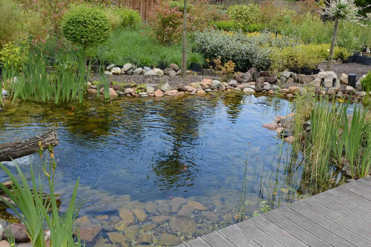 🌿 Plantes aquatiques indigènes : les incontournables pour un bassin vivant et harmonieux