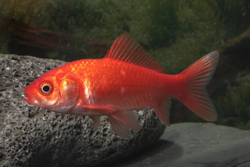 Goldfisch