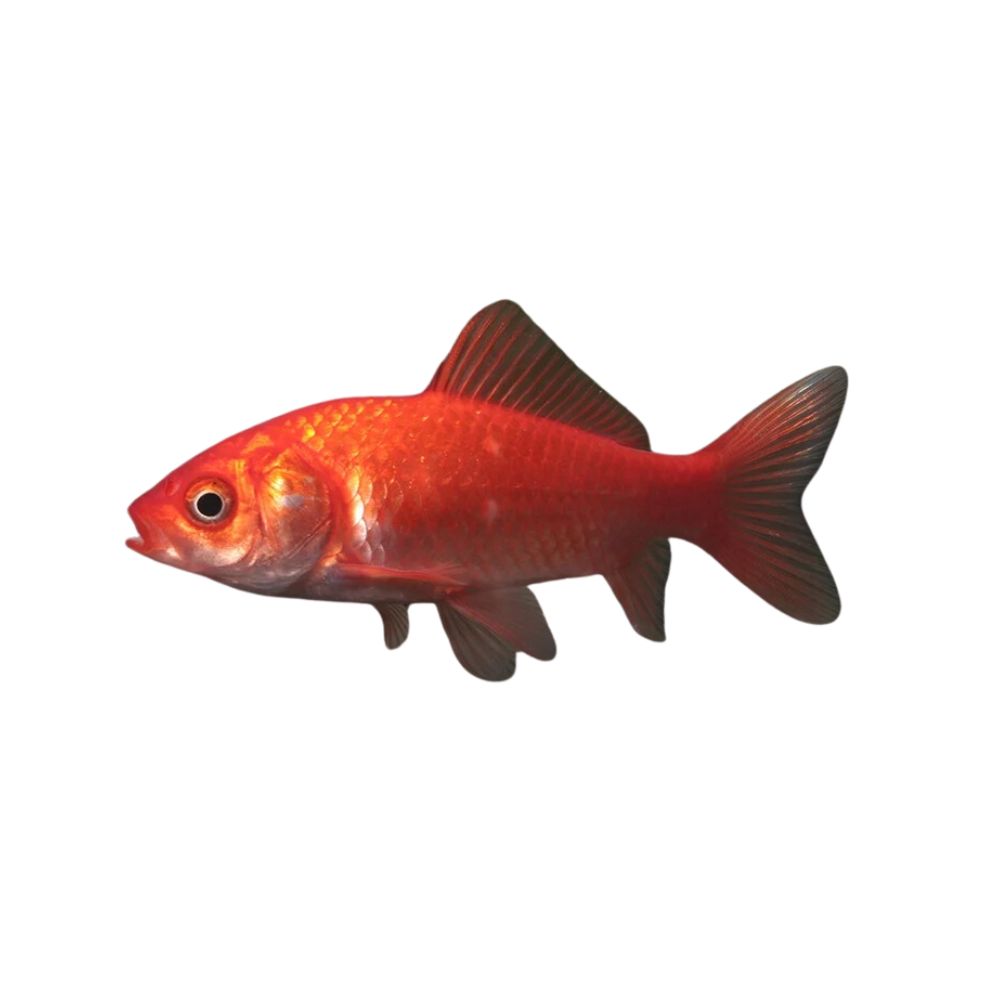Goldfisch