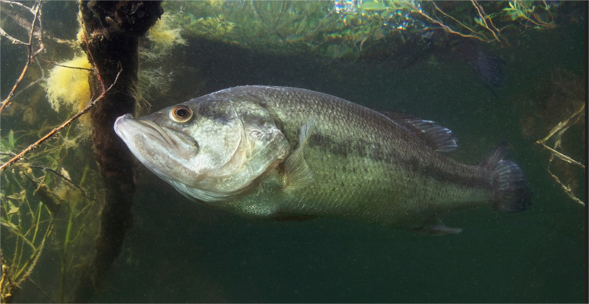 Blackbass - Schwarzbarsch - 15 bis 18CM