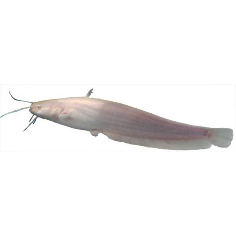 Silure Européenne albino 12 à 15CM / Albino meerval — photographie Aqua-Koi sur fond blanc