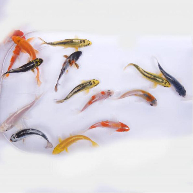 Koï Belge - Aquifarms — photographie Aqua-Koi sur fond blanc