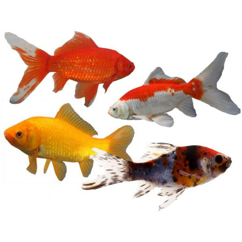 Goldfisch-Mix - Mix Goldfish
