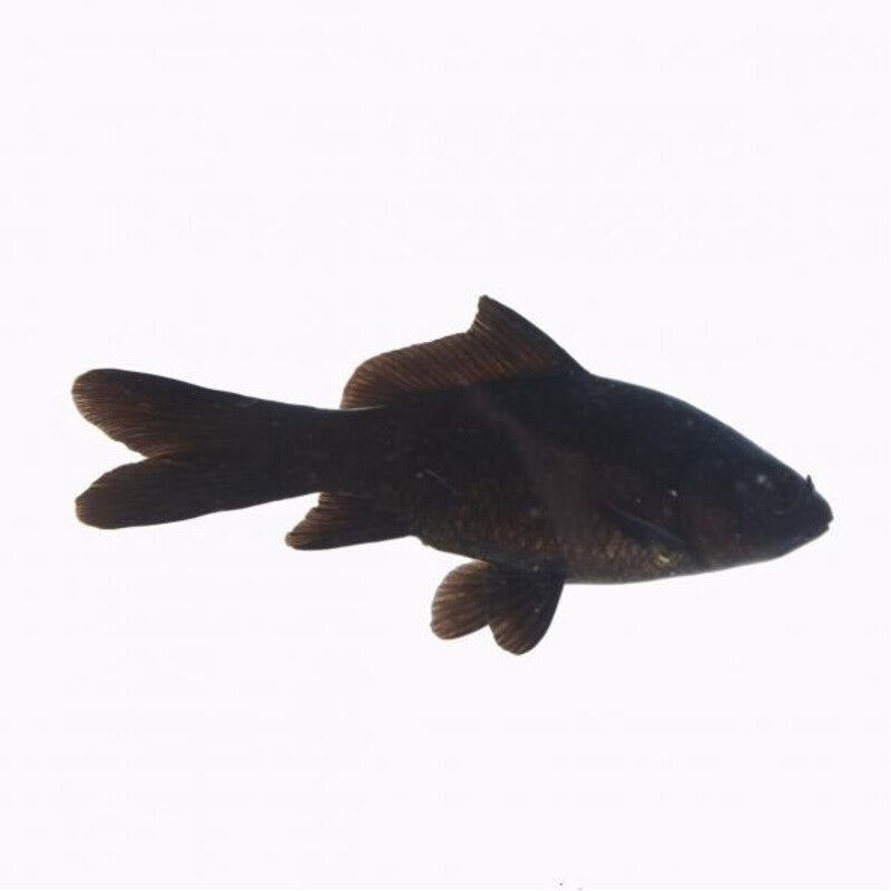 Schwarzer Komet Fisch - Zwarte komeet