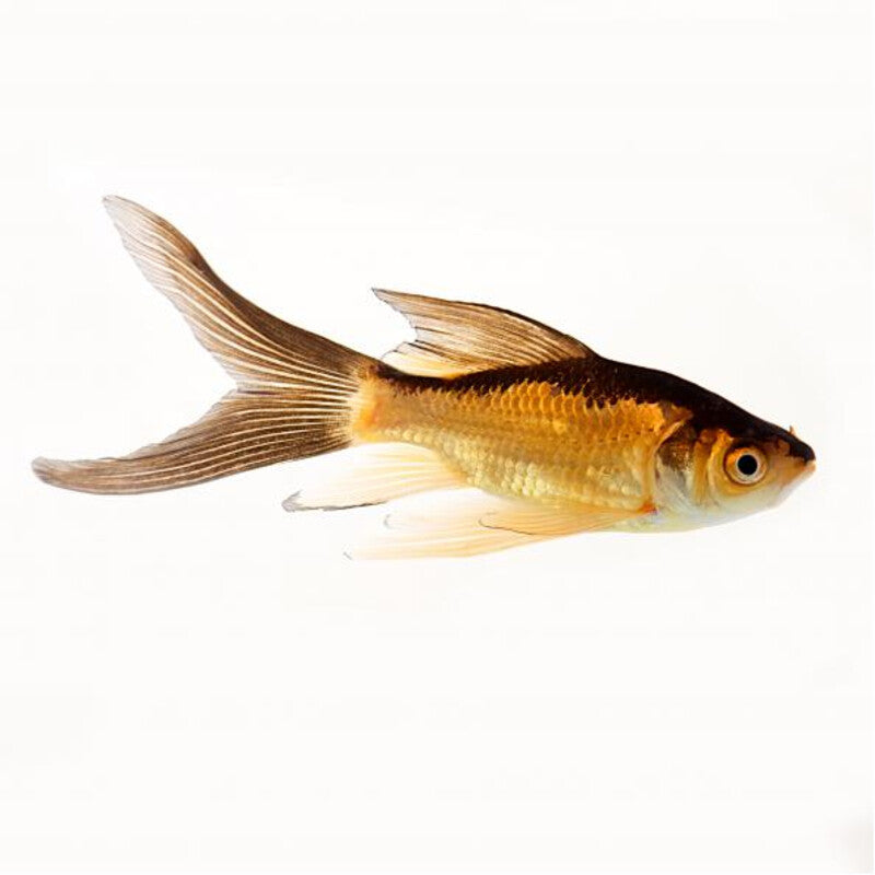 Comet Fish Rot & Schwarz - Roter/Schwarzer Komet