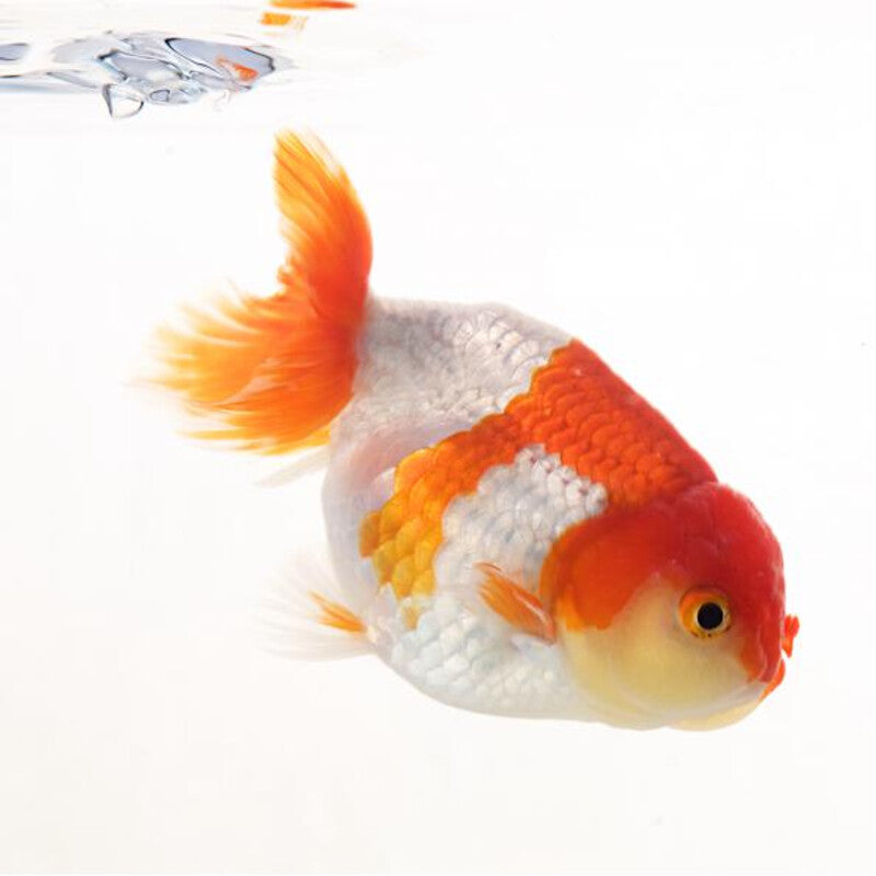 Ranchu Gemischt - China-Schleier Ranchu