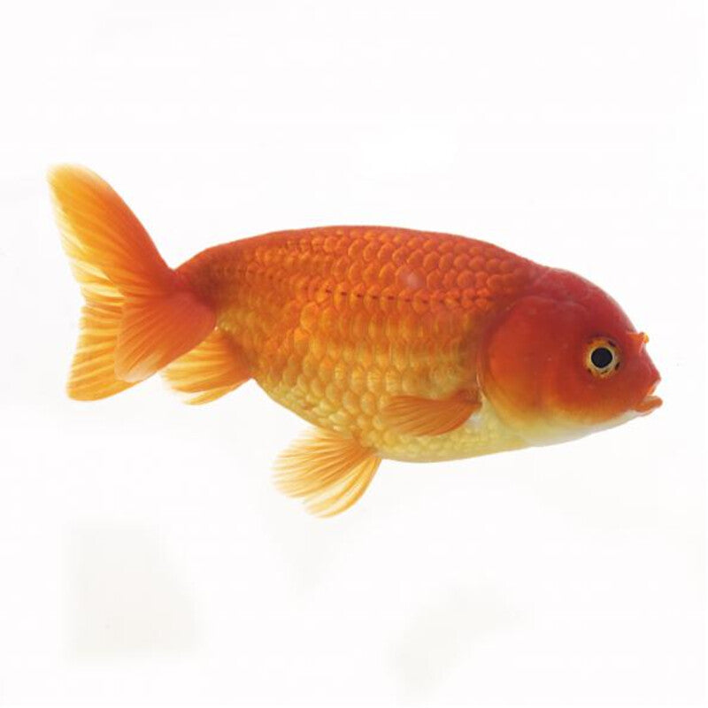 Ranchu Gemischt - China-Schleier Ranchu