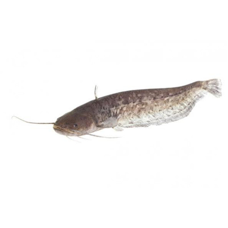 Europäischer Wels - 12 bis 15CM