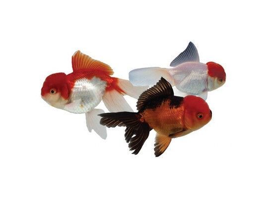 China-Schleier - Oranda Mix