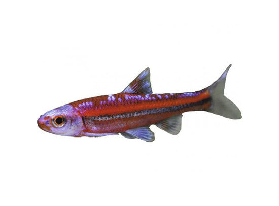 Notropis chrosomus - Regenbogenrits