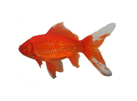 Goldfisch Comet - Roter Kometenschweif
