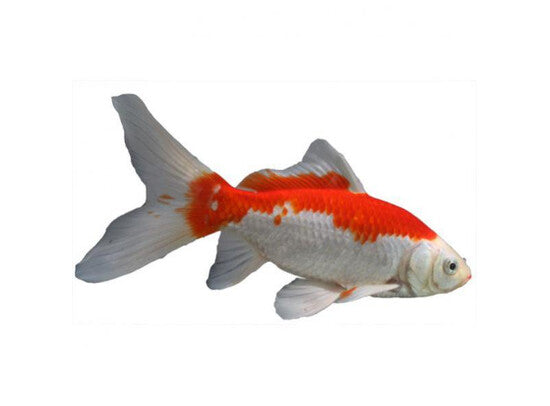 Sarasa - Teichfische Sarasas