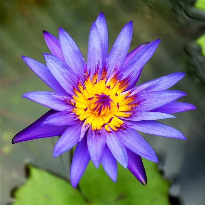 Nymphaea Azul - Nenúfar Azul - Maceta grande de 3L (FRÁGIL)