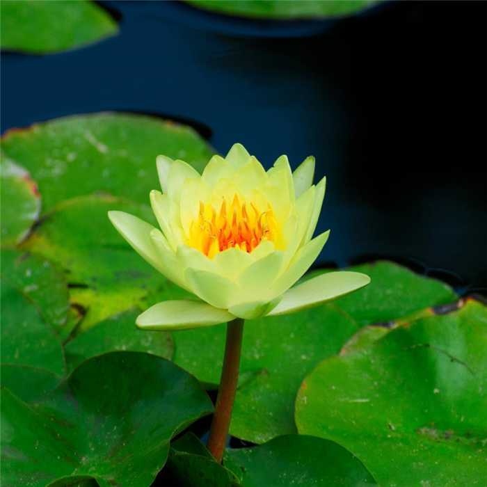 Nymphaea Amarillo - Nenúfar Amarillo - Maceta grande de 3L