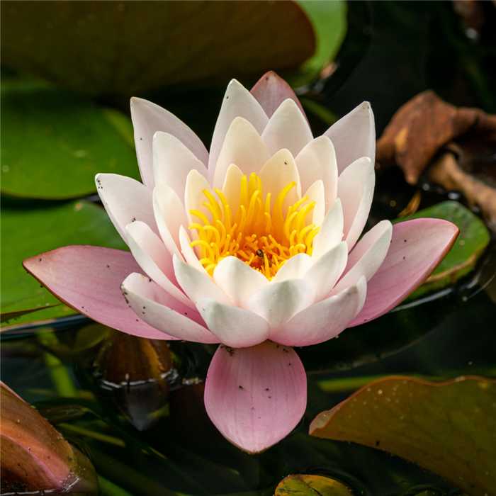 Nymphaea Cobre - Nenúfar Cobre - Maceta grande de 3L