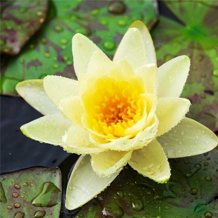 Nymphaea Amarillo - Nenúfar Amarillo - Maceta grande de 3L