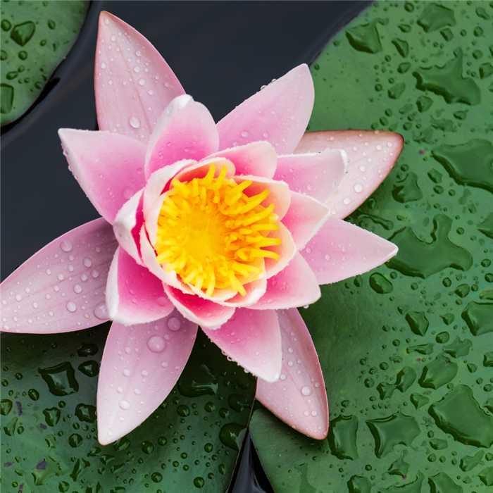 Nymphaea Rosa - Nenúfar Rosa - Maceta grande de 3L