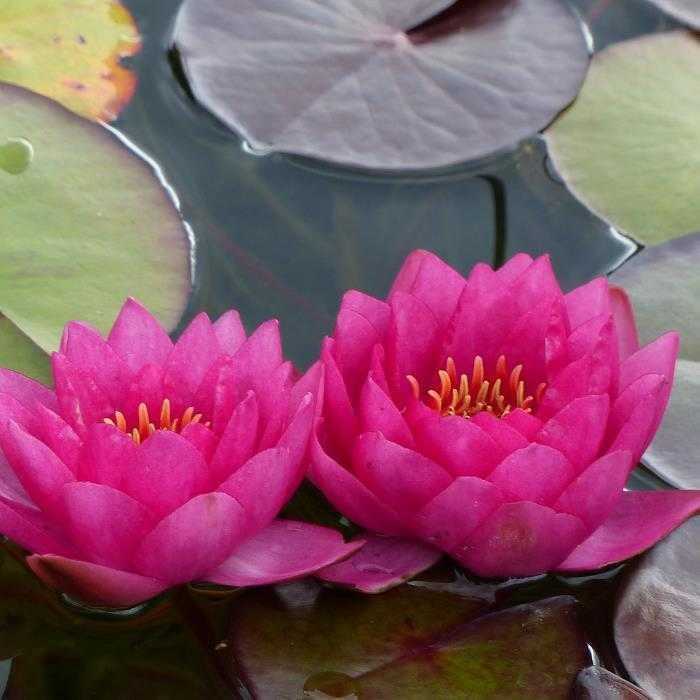 Nymphaea Rojo - Nenúfar Rojo - Maceta grande de 3L