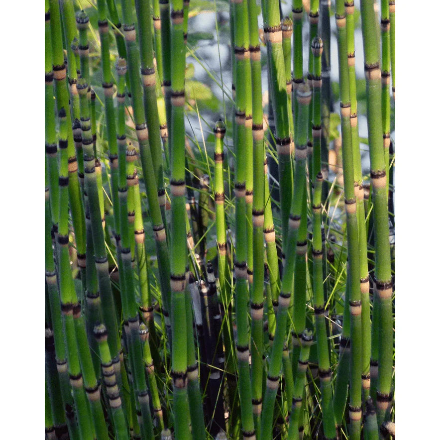 Aquipond Plantes aquatiques Equisetum japonicum - Prêle japonaise - Plante de berge