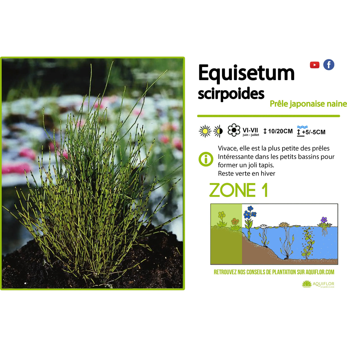 Aquipond Plantes aquatiques Equisetum scirpoïdes - Prêle japonaise naine - Plante de berge