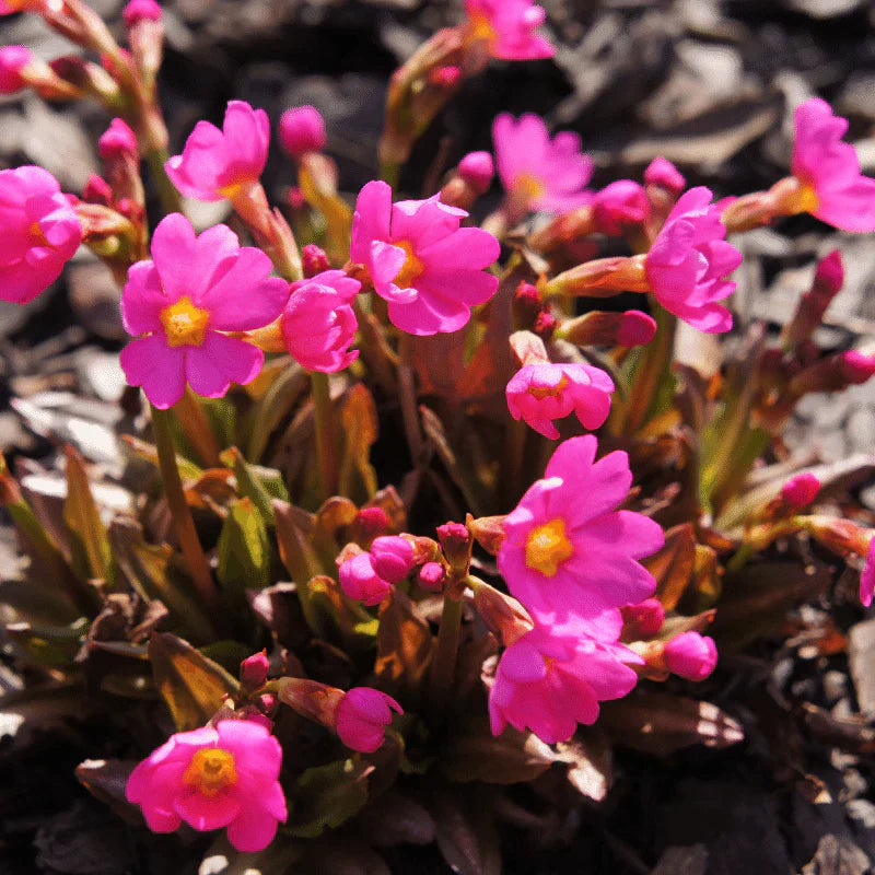 Aquipond Primula Rosea Grandiflora - Primevère Rose 'Grandiflora' - Plante de berges