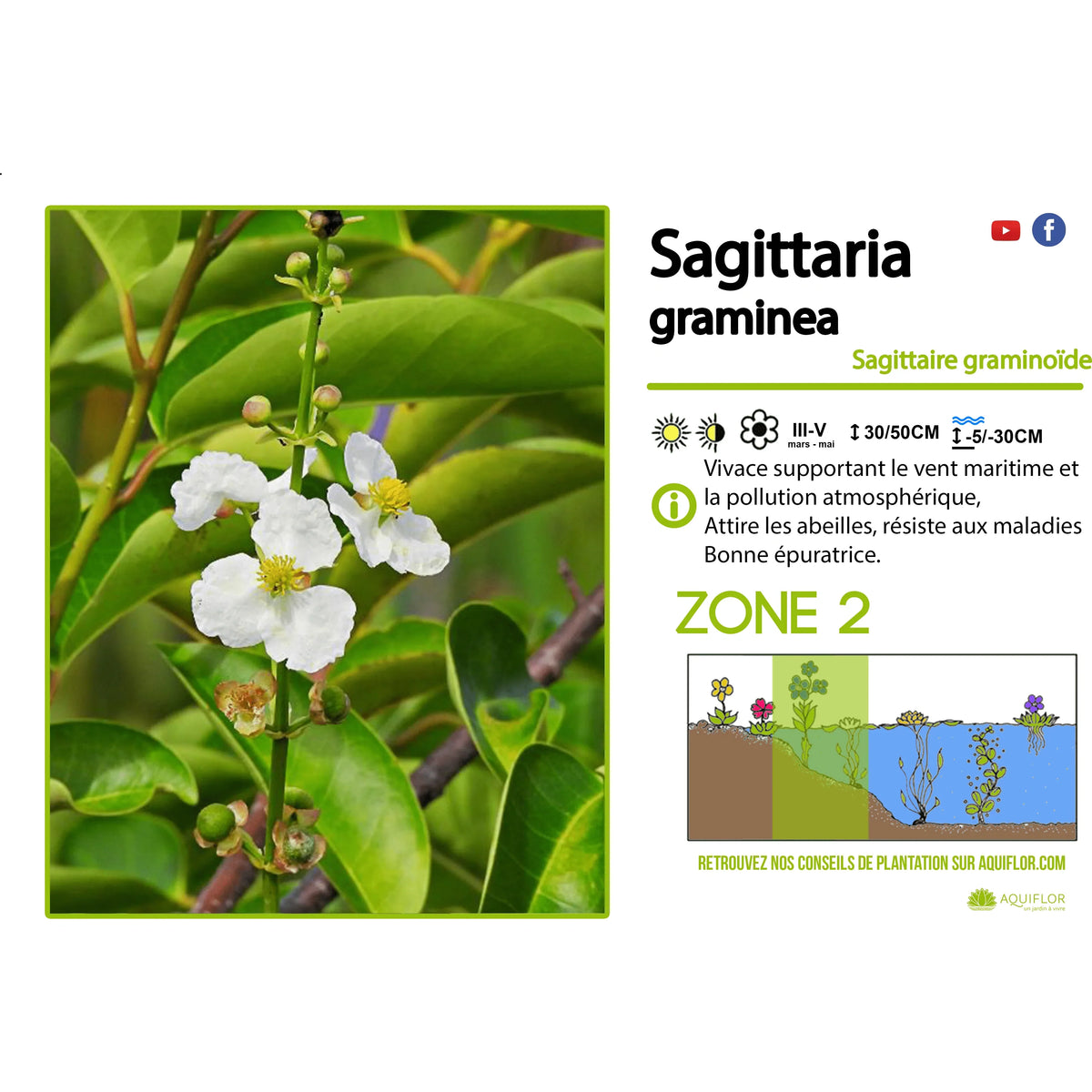Aquipond Sagittaria Graminea - Sagittaire graminoïde - Plante immergée
