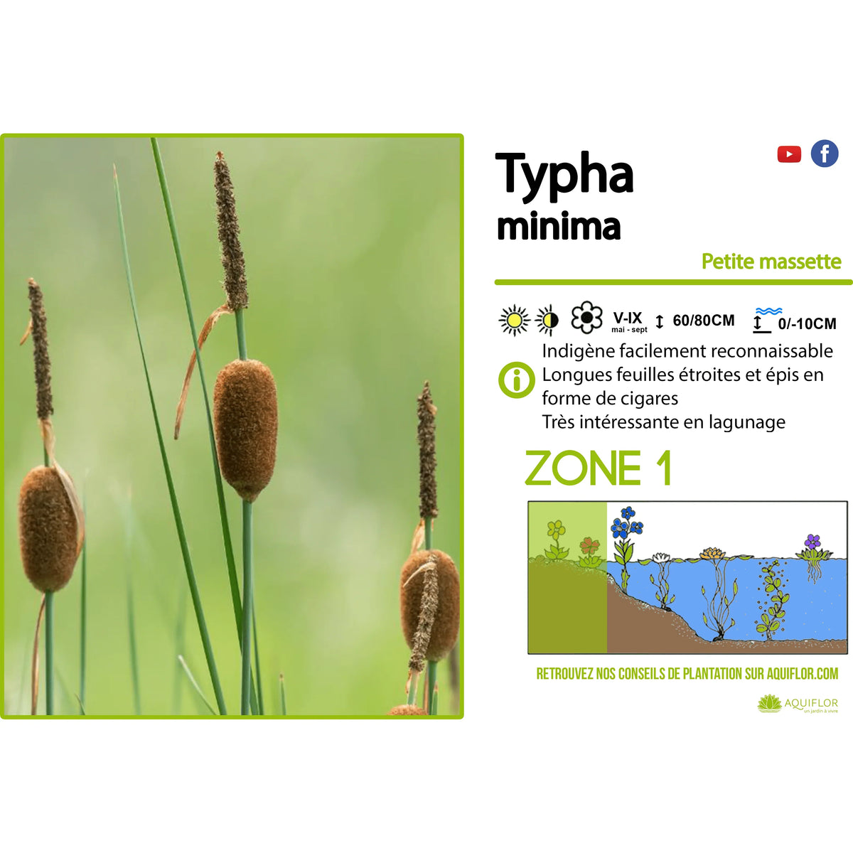 Aquipond Typha Minima - Petite massette - Plante de berges