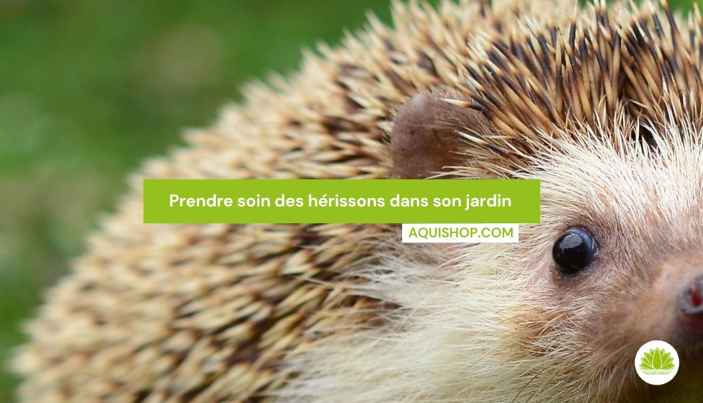 Attirer et protéger les hérissons dans votre jardin...