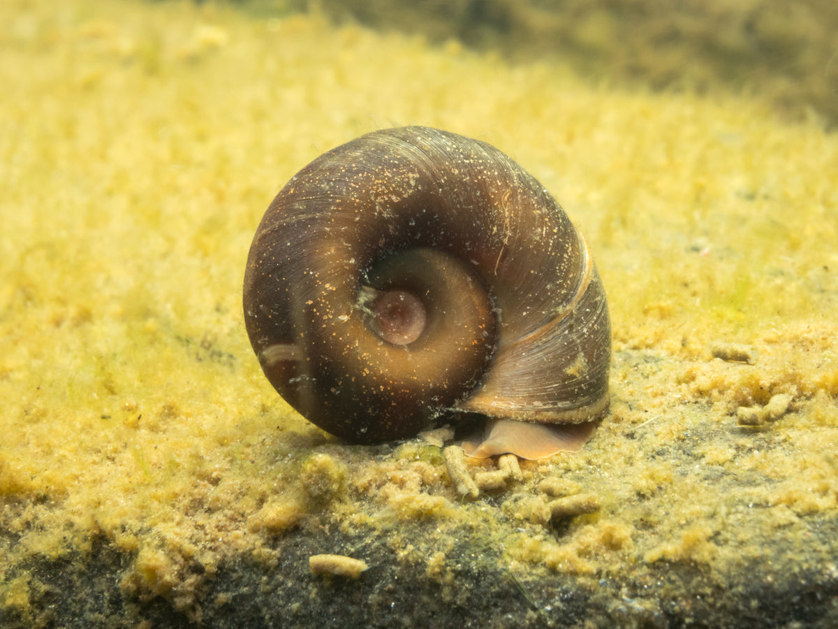 Planorbe - Escargot - Parfait pour limiter les algues en étang & piscine naturelle