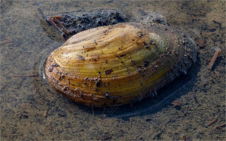 Filtermuschel für Teiche & Becken - Anodonte - Flussmuschel (Vijvermossel)