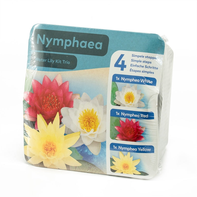 Waterlelie TRIO - Nymphaea in droge KIT