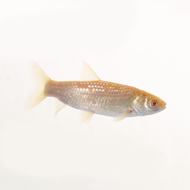 Carpe amour albino 12 à 14CM — photographie Aqua-Koi sur fond blanc