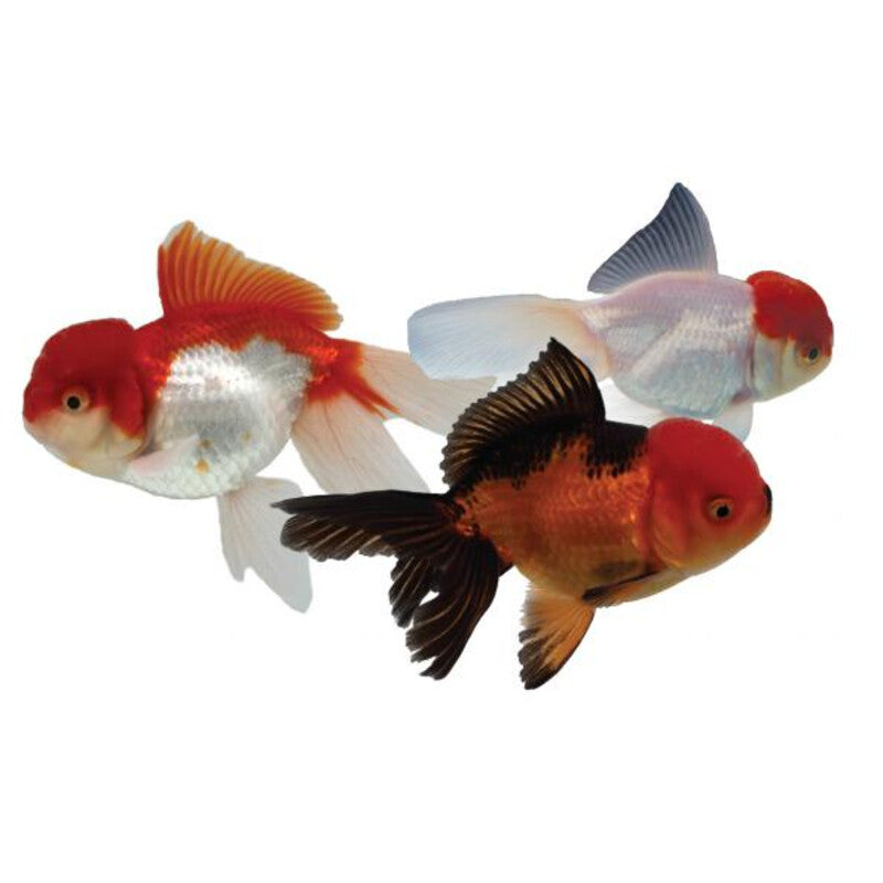 Premium oranda handpick — photographie Aqua-Koi sur fond blanc
