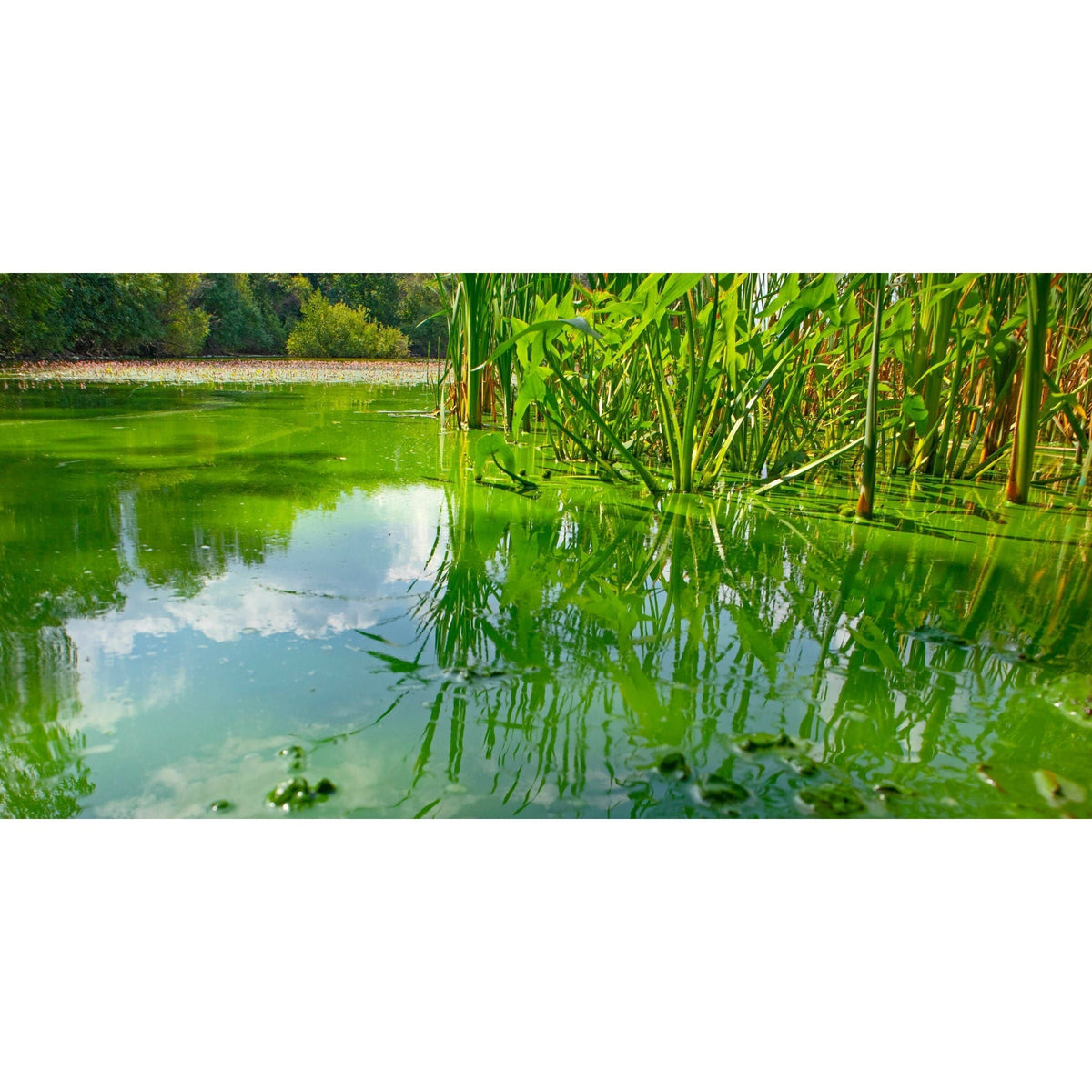 Aquipond by OASE CyanoClear 25 kg – Oxygène actif contre les cyanobactéries, traite jusqu'à 333 m²