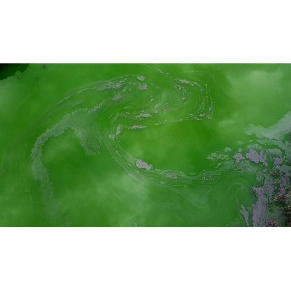 Aquipond by OASE CyanoClear 25 kg – Oxygène actif contre les cyanobactéries, traite jusqu'à 333 m²