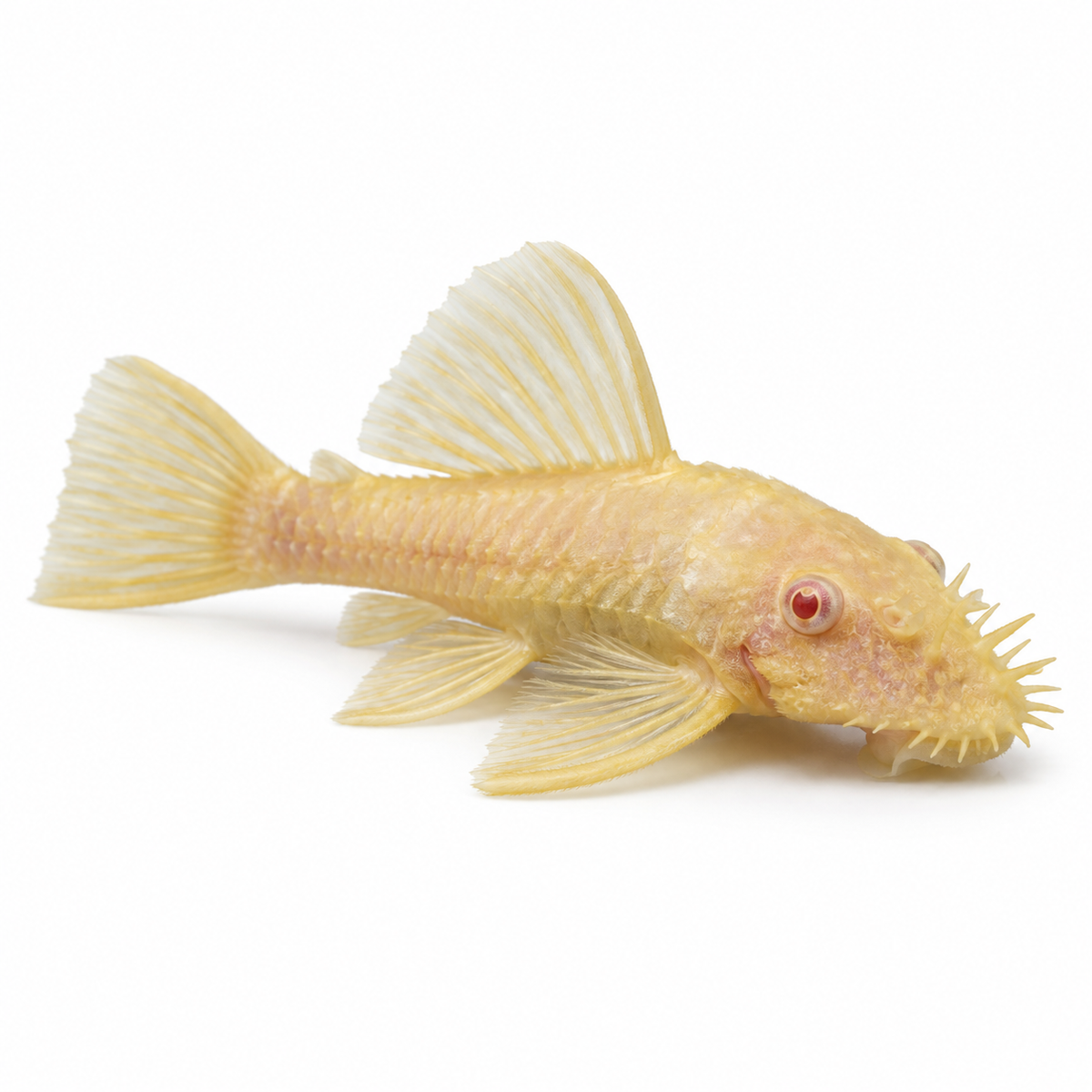 ancistrus albino sur fond blanc — illustration générée
