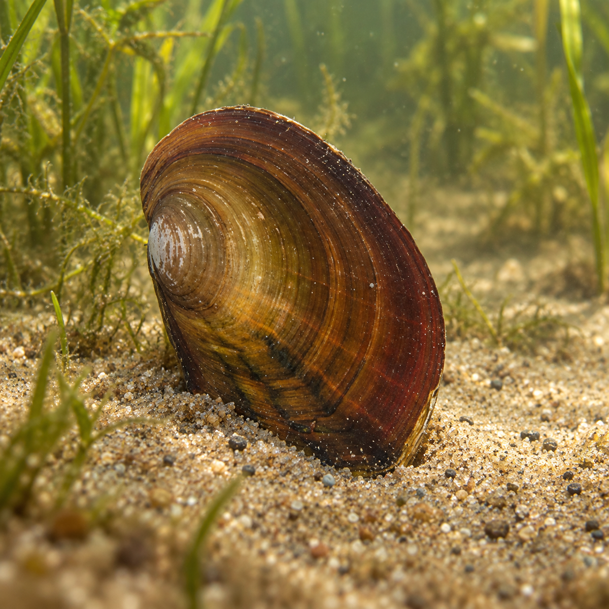 Moule Filtreuse pour étangs & bassins - Moule Anodonte - Anodonte des rivières (Vijvermossel) dans l’eau — mise en situation illustrative générée