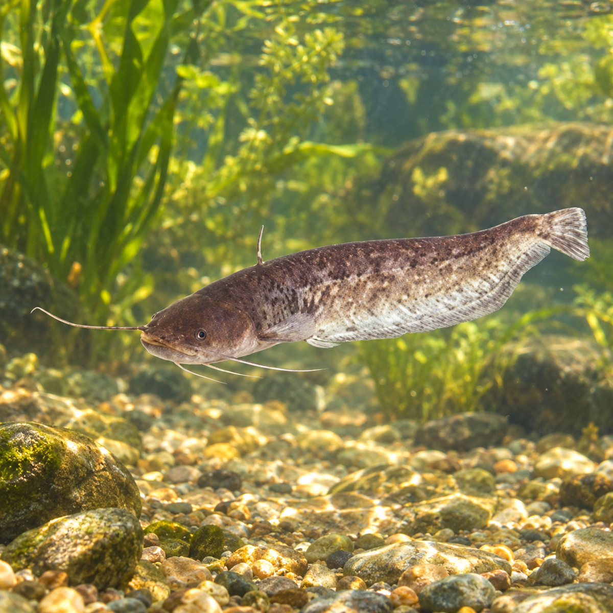Silure Européenne - 12 à 15CM dans l’eau — mise en situation illustrative générée