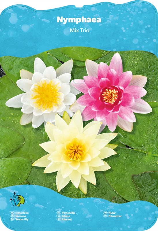 Nymphaea Trio - Driekleurige waterlelie - Grote XXL pot van 40CM klaar om te plaatsen!