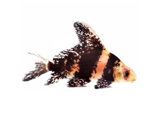 Mixocyprinus Asiaticus - Kaiser von China / Chinesischer Wimpelkarpfen