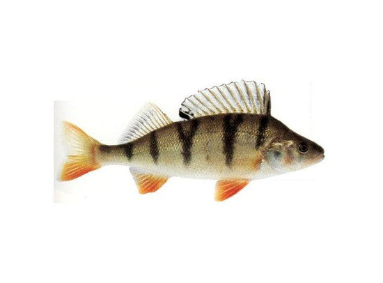 Flussbarsch - Barsch 18 bis 21CM