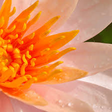 Nymphaea Cuivre - Koperwaterlelie - Grote pot van 3L
