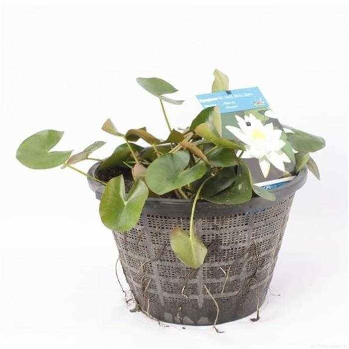 Nymphaea Blanc - Witte waterlelie - Grote XXL pot van 40CM klaar om te plaatsen!