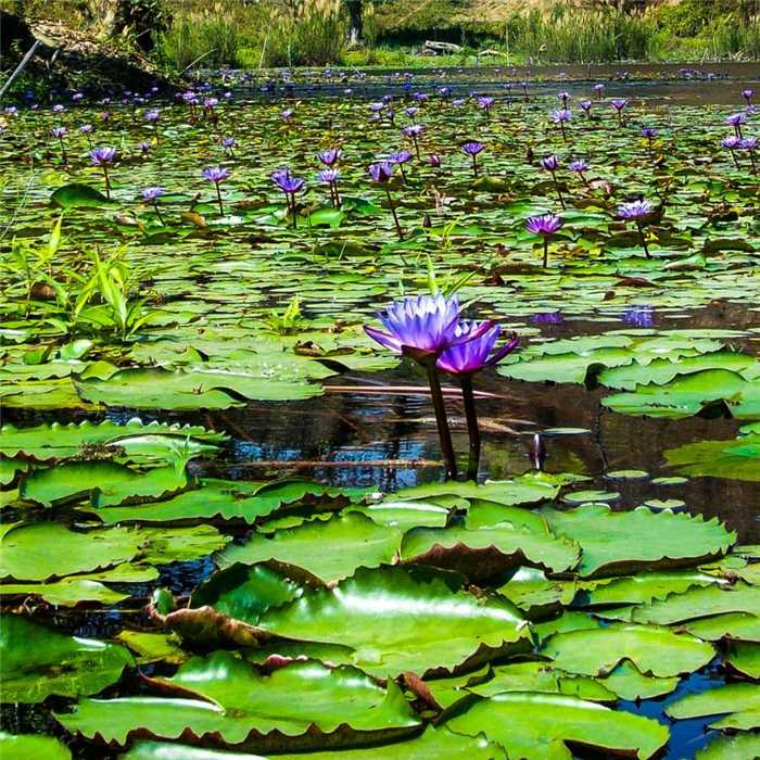 Nymphaea Bleu - Blauwe waterlelie - Grote pot van 3L (BREUKGEVOELIG)