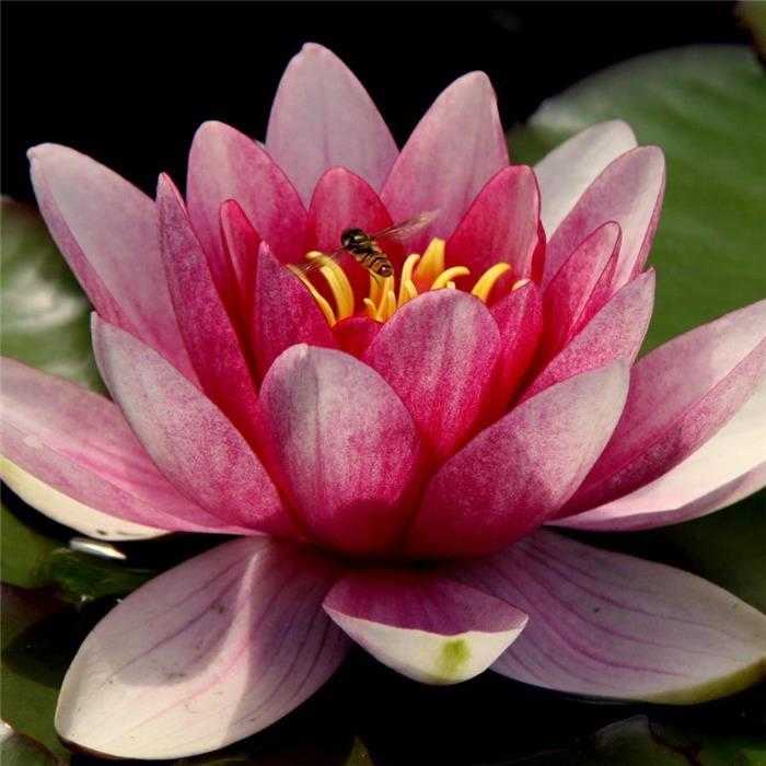 Nymphaea Rose - Roze waterlelie - Grote pot van 3L