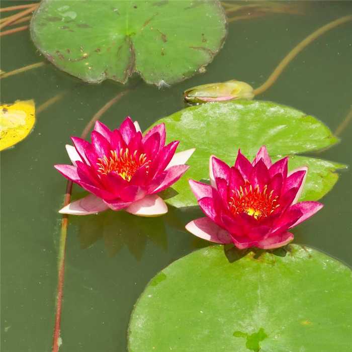 Nymphaea Rouge - Rode waterlelie - Grote pot van 3L