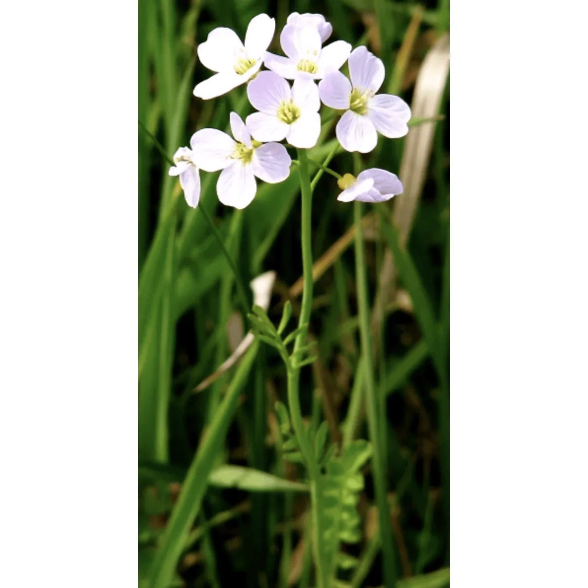 Aquipond Plantes aquatiques Cardamine praetensis - Cardamine des prés - Plante de berge