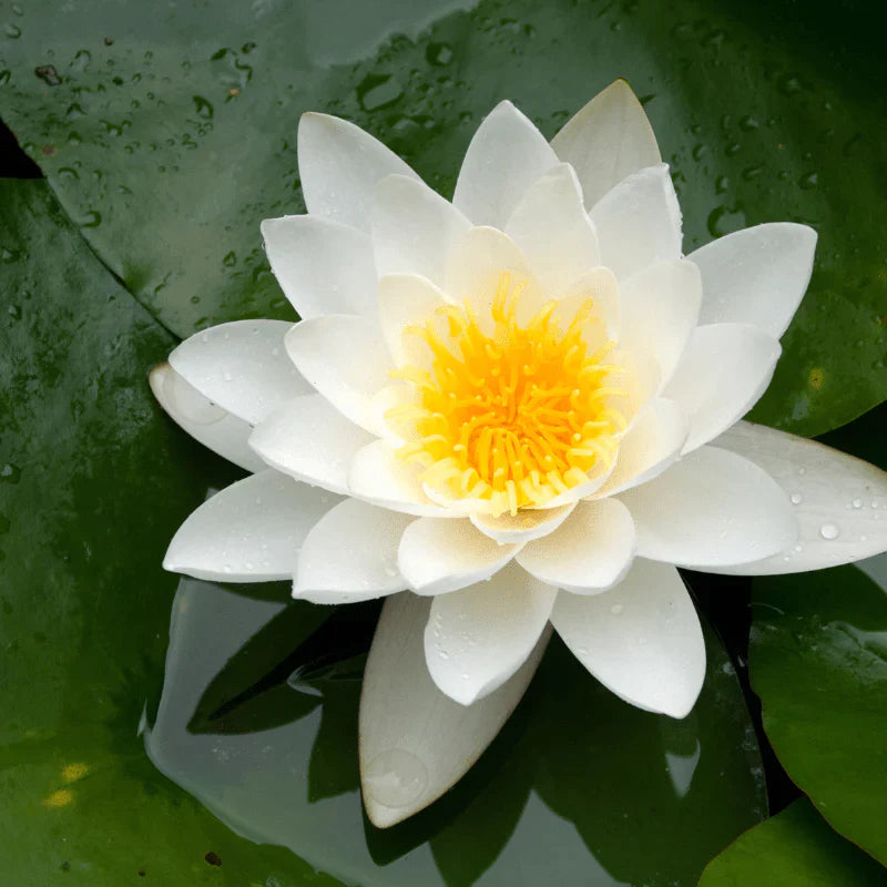 Aquipond Plantes aquatiques Nymphaea Alba - Nénuphar Blanc - Nénuphar de nos régions ! NymAlbWEB