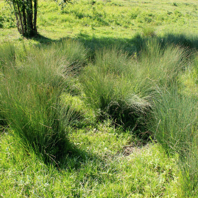 Aquipond Scirpus Cernuus - Scripe incliné - Plante de berges