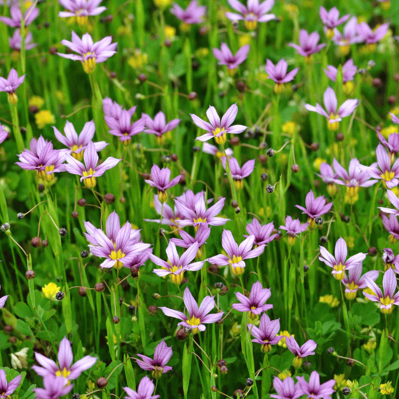 Aquipond Sisyrinchium Augustifolium - Bermudienne à feuilles étroites - Plante de berges